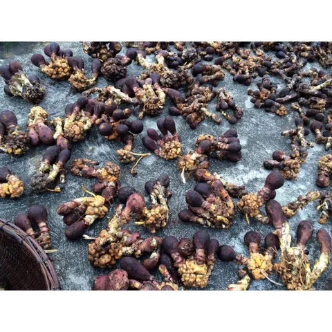 1Kg Nấm Ngọc Cẩu Khô Tự Nhiên – Thảo Dược Rừng Tây Bắc, Dùng Ngâm Tửu, Bồi Bổ Cơ Thể Nam Giới