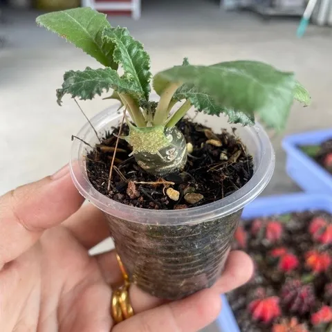 Cây mặt trời - Cây kiểng cảnh dễ chăm bón