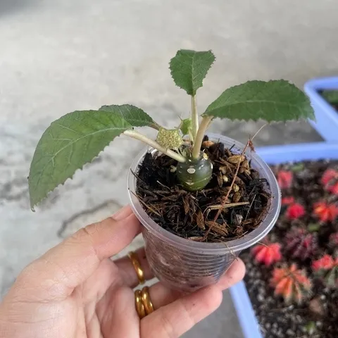 Cây mặt trời - Cây kiểng cảnh dễ chăm bón
