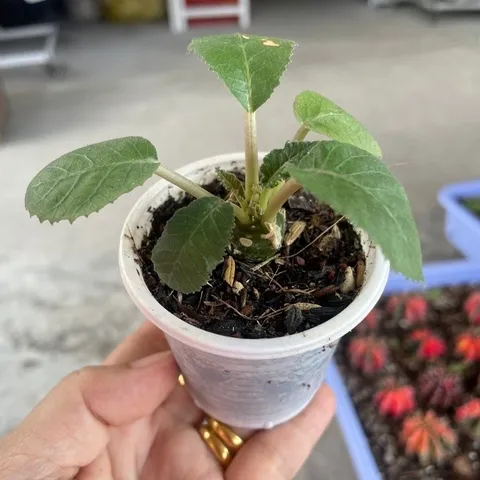 Cây mặt trời - Cây kiểng cảnh dễ chăm bón