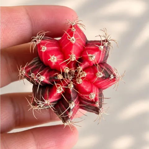 Xương Rồng Gym Lem Thái Lan size từ 3-5cm