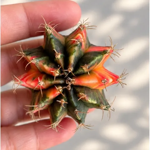 Xương Rồng Gym Lem Thái Lan size từ 3-5cm
