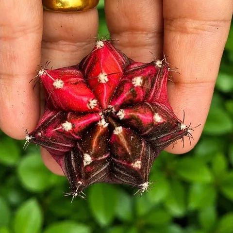 Xương Rồng Gym Lem Thái Lan size từ 2cm đến 7cm