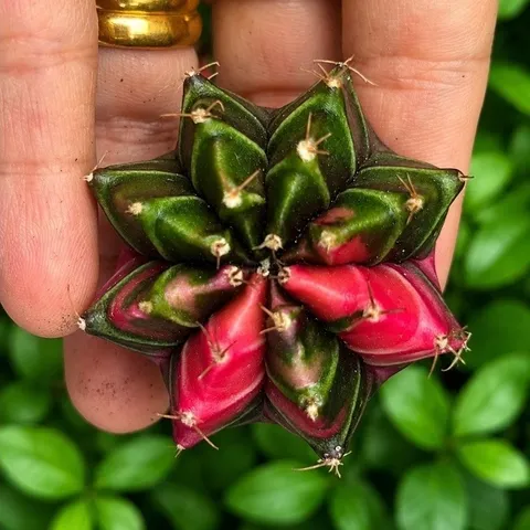 Xương Rồng Gym Lem Thái Lan size từ 2cm đến 7cm