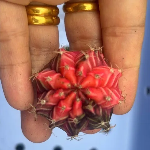 Xương Rồng Gym Lem Thái Lan size từ 2cm đến 7cm