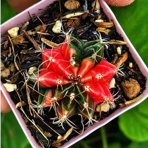 Xương Rồng Gym Lem Thái Lan màu đậm, size 3-5cm