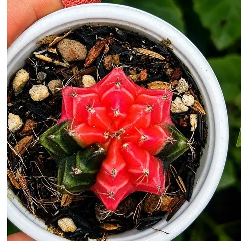 Xương Rồng Gym Lem Thái Lan màu đậm, size 3-5cm