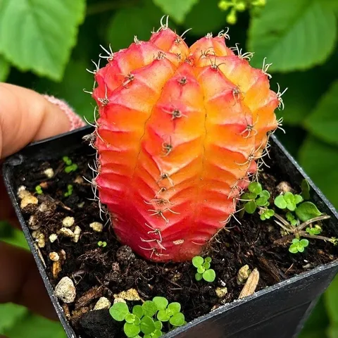 Xương Rồng Gym Lem Thái Lan màu đẹp size 3-5cm