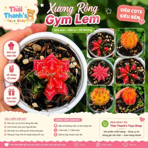 Xương Rồng Gym Lem Thái Lan màu đẹp size 3-5cm