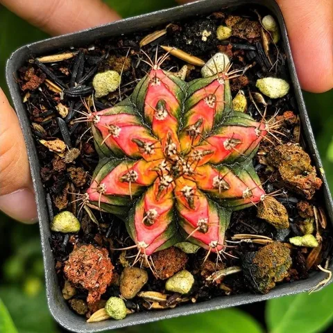 Xương Rồng Multi Gym Lem Thái Lan size 3-5cm