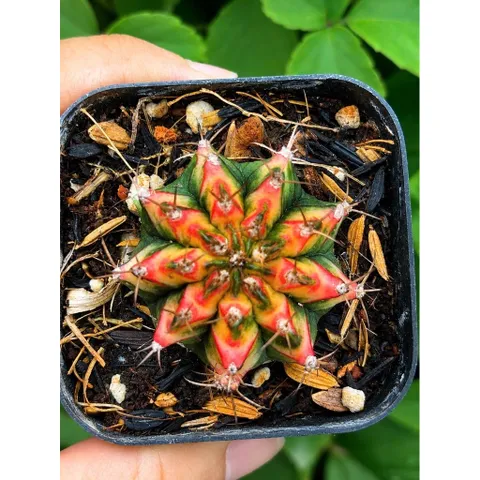 Xương Rồng Multi Gym Lem Thái Lan size 3-5cm