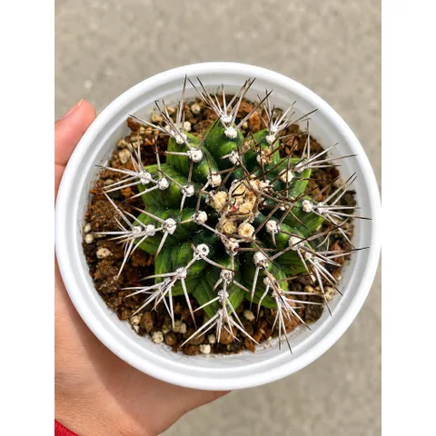 Cây Xương Rồng Gymnocalycium Đẹp - Dễ Trồng - Thanh Lọc Không Khí Kích Thước 10-12cm