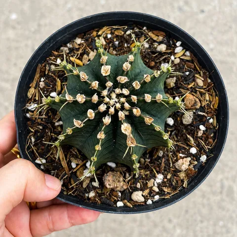 Cây Xương Rồng Gymnocalycium Đẹp - Dễ Trồng - Thanh Lọc Không Khí Kích Thước 10-12cm