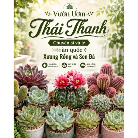 Xương Rồng Gym Vàng Cam 9-11cm