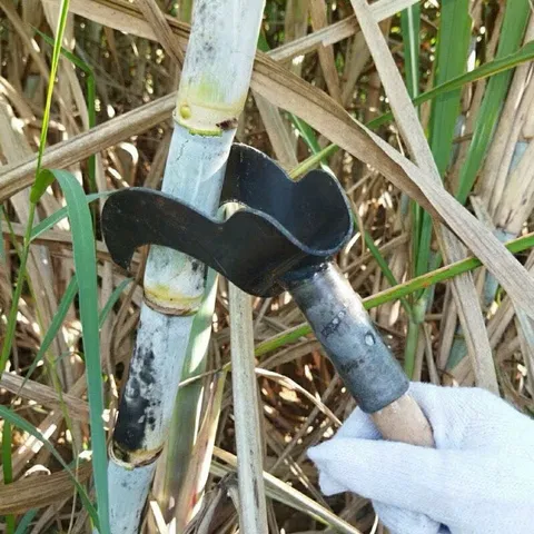 Liềm lóc lá mía hai lưỡi cong sắc bén, lưỡi bén dày dặn
