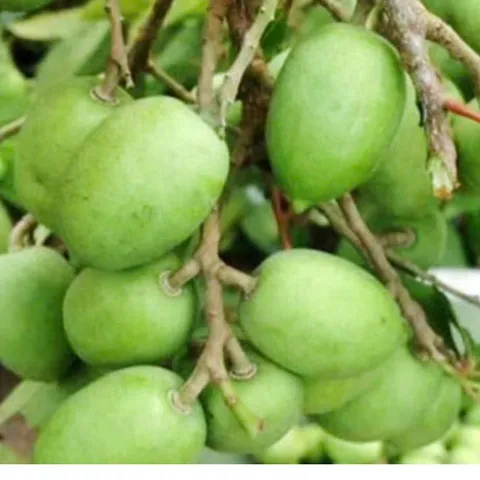 Cà Na Sấy Muối Ớt - Ximafarm