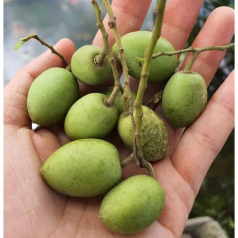 Cà Na Sấy Muối Ớt - Ximafarm