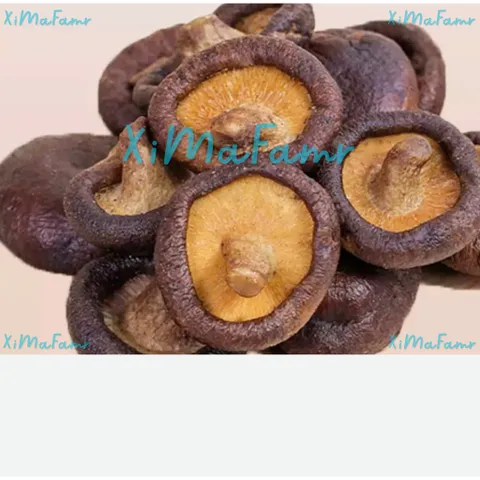 NẤM HƯƠNG SẤY GIÒN ĂN LIÊN - XIMAFARM