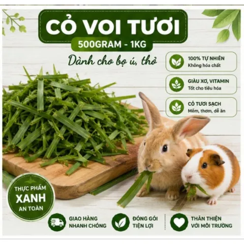 CỎ VOI TƯƠI DÀNH CHO BỌ Ú, THỎ VÀ NHIỀU LOÀI GẶM NHẤM