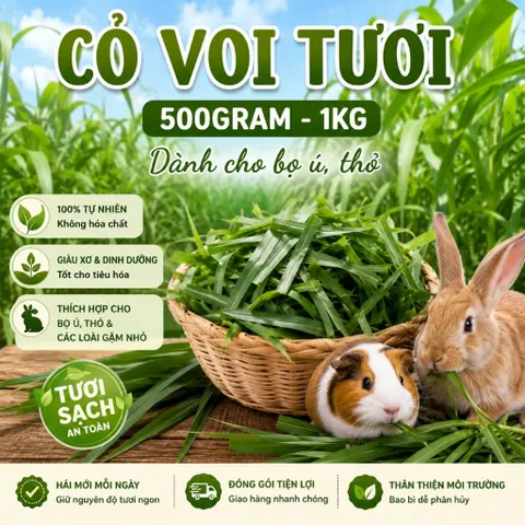 CỎ VOI TƯƠI DÀNH CHO BỌ Ú, THỎ VÀ NHIỀU LOÀI GẶM NHẤM