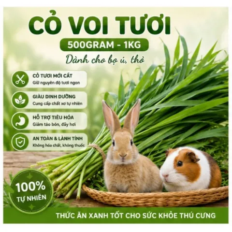 CỎ VOI TƯƠI DÀNH CHO BỌ Ú, THỎ VÀ NHIỀU LOÀI GẶM NHẤM