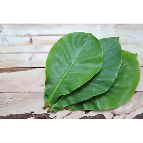 (1kg) Lá bàng tươi có đơn mới hái