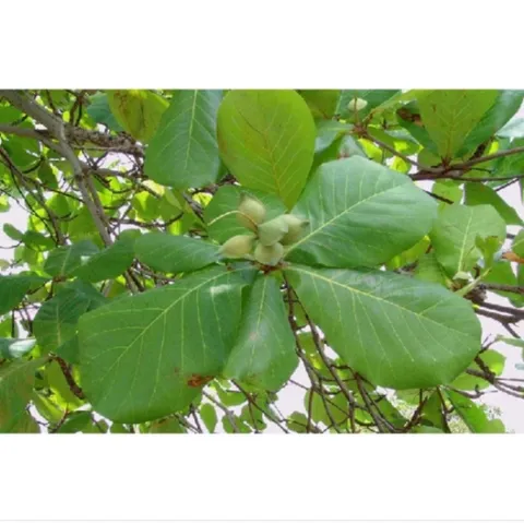 (1kg) Lá bàng tươi có đơn mới hái