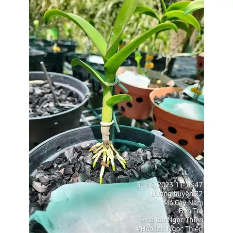 Than Củi Trồng Lan Đã Qua Xử Lý bịch 500g