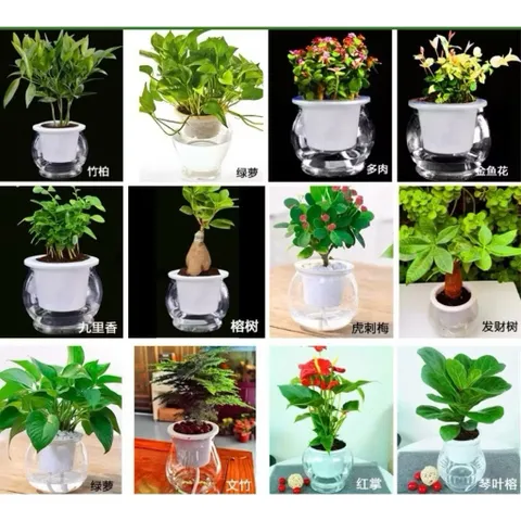 Chậu nhựa thuỷ sinh tự tưới tiện lợi cho cây cảnh - Bình thủy sinh trồng cây