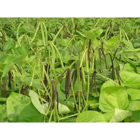 Đỗ Xanh Xát Vỏ 250g