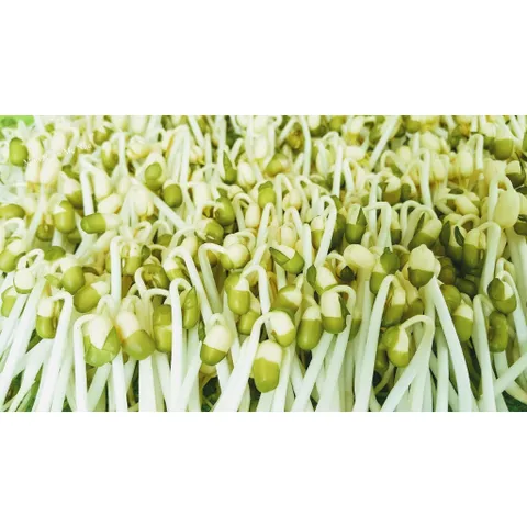 1 kg đậu xanh, đỗ xanh hàng chuẩn đẹp, làm giá đỗ