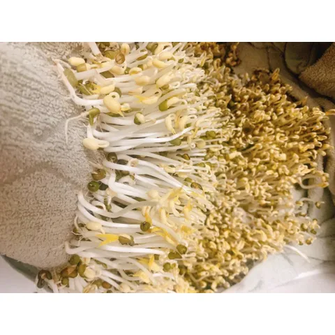 1 kg đậu xanh, đỗ xanh hàng chuẩn đẹp, làm giá đỗ