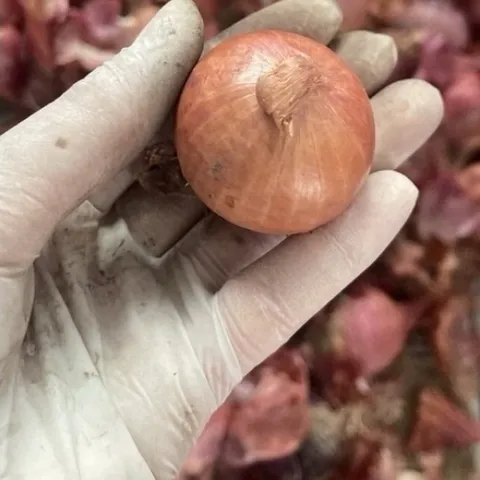 1kg Hành Củ Khô Ấn Độ Thơm - ngon - chất lượng không chất bảo quản phù hợp với nhiều món ăn