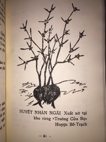 SỔ TAY Tìm Hiểu Ngải Nghệ Huyền Bí cực hay
