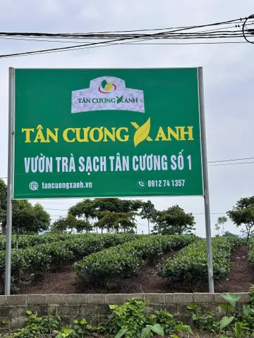 Trà Túi Lọc Xanh , Sen , Nhài - Bịch 100 gói Trà Sạch Tân Cương Xanh