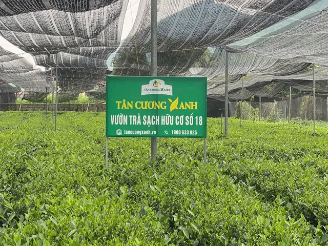 Trà Túi Lọc Xanh , Sen , Nhài - Bịch 100 gói Trà Sạch Tân Cương Xanh