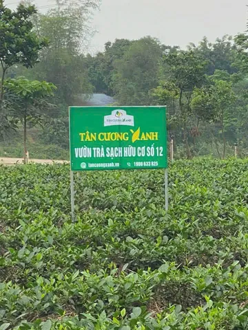 Trà Túi Lọc Xanh , Sen , Nhài - Bịch 100 gói Trà Sạch Tân Cương Xanh