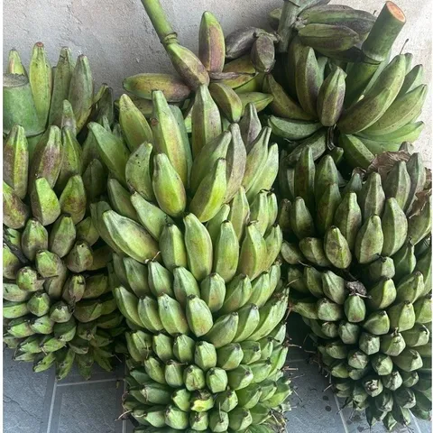 3kg Chuối Hột Già Tươi, Nải Chuối Hột, Chuối Già, Nhận Hàng 3 - 7 Ngày Chín