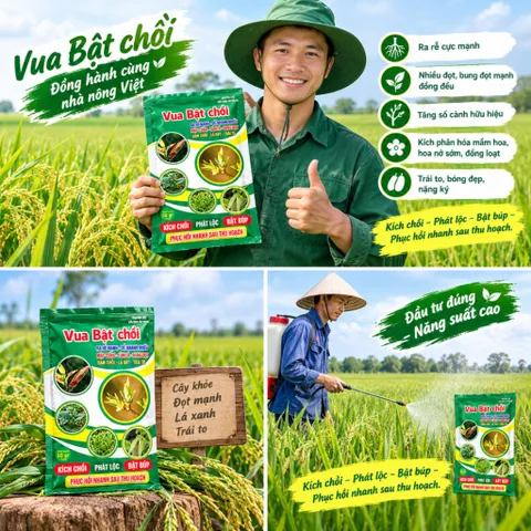 [NÔNG XANH ] Phân Bón Vua Bật Chồi 50g – Kích Rễ, Bật Chồi, Bung Đọt Mạnh, Lá Xanh Dày, Hỗ Trợ Ra Hoa Đậu Trái