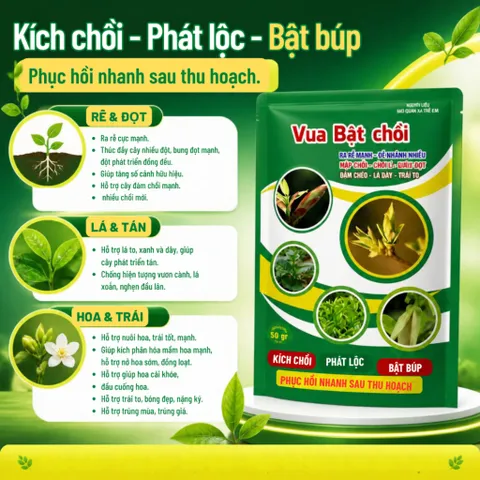 [NÔNG XANH ] Phân Bón Vua Bật Chồi 50g – Kích Rễ, Bật Chồi, Bung Đọt Mạnh, Lá Xanh Dày, Hỗ Trợ Ra Hoa Đậu Trái
