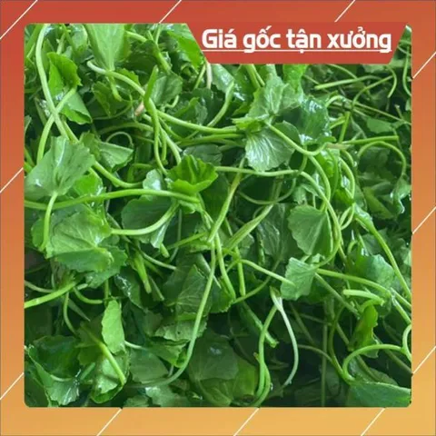 BỘT RAU MÁ ĐẬU XANH N.GUYÊN C.HẤT(2 hộp 1kg) 852824