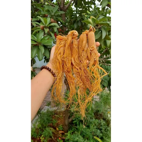 Hồng sâm sấy dẻo, hàng vụ mới đẹp quá, khách mua rồi toàn quay lại  mua tiếp 🍁 . Ưng quá luôn !loại 1