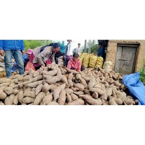 10kg KHOAI SÂM ĐẤT Y TÝ – NGỌT MÁT TỪ NÚI RỪNG