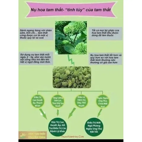 Nụ Hoa Tam Thất Khô, Thảo Dược Tự Nhiên, An Thần, Ngủ Ngon, Hỗ Trợ Huyết Áp Bồi Bổ Sức Khỏe 857480