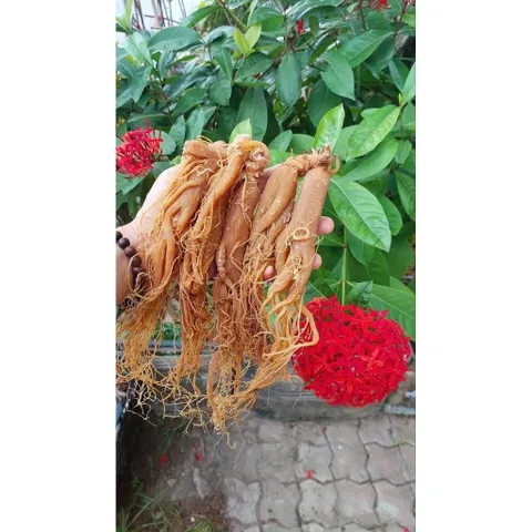 Hồng sâm sấy dẻo, hàng vụ mới đẹp quá, khách mua rồi toàn quay lại  mua tiếp 🍁 . Ưng quá luôn !loại 1