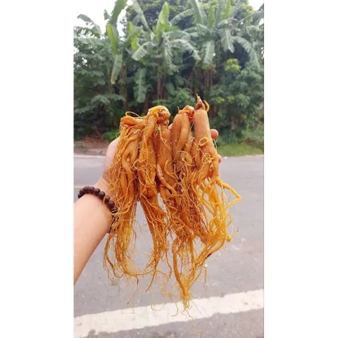 Hồng sâm sấy dẻo, hàng vụ mới đẹp quá, khách mua rồi toàn quay lại  mua tiếp 🍁 . Ưng quá luôn !loại 1