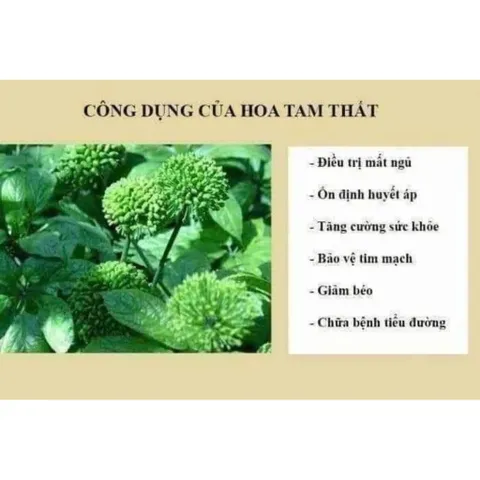 Nụ Hoa Tam Thất Khô, Thảo Dược Tự Nhiên, An Thần, Ngủ Ngon, Hỗ Trợ Huyết Áp Bồi Bổ Sức Khỏe 857480