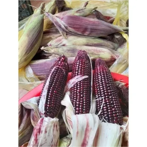 Ngô Nếp Tím Nữ Hoàng Điện Biên(combo 2 túi là 2kg)