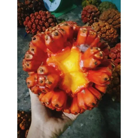 túi 1kg dứa dại rừng chín tách múi sẵn