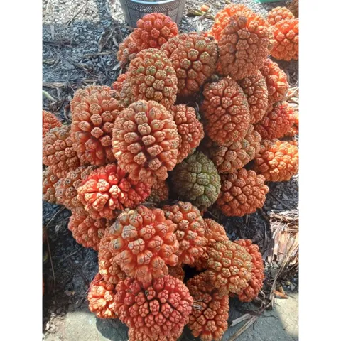 túi 1kg dứa dại rừng chín tách múi sẵn